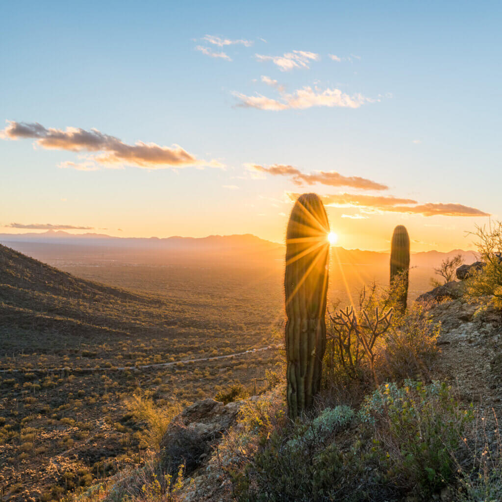The sun setting over a ridge in the Southern Arizona desert shining over a cactus