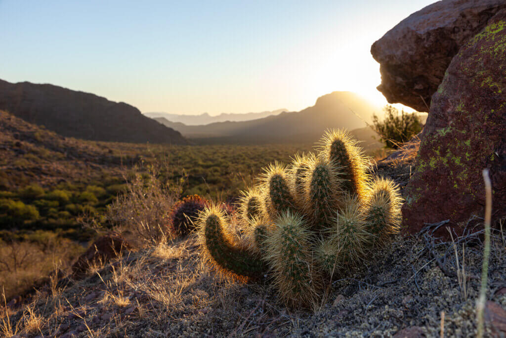 A small cactus growing on the side of a hill in front of a sprawling desert landscape in Southern Arizona